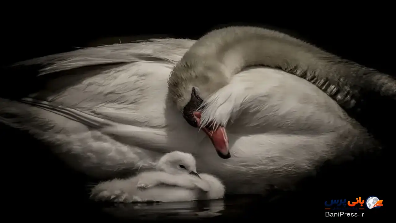 عشق مادری (A Mother’s Love) اثر لین امر