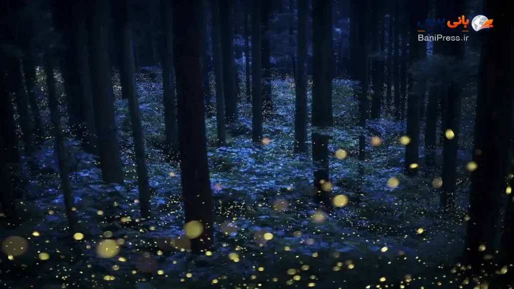 پری جنگل‌های عمیق (Deep Forest Fairies) اثر کازواکی کوسکی