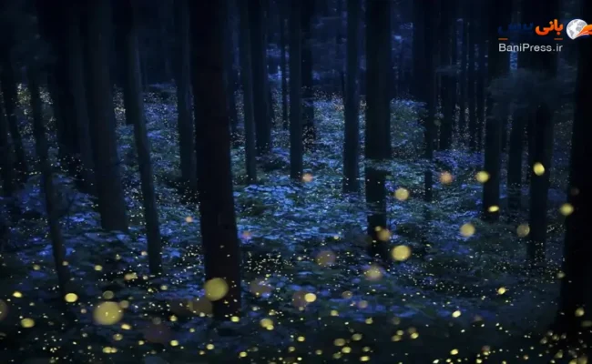 پری جنگل‌های عمیق (Deep Forest Fairies) اثر کازواکی کوسکی